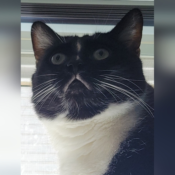 Meet your Posher, Elliot - Picture 4 of 4